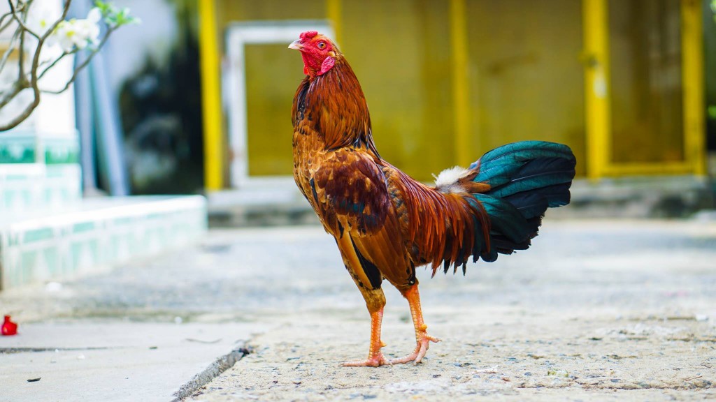Kinh nghiệm nuôi gà đá - Bí quyết để có những chiến kê vô địch 3 Kinh nghiệm nuôi gà đá về cách chăm sóc