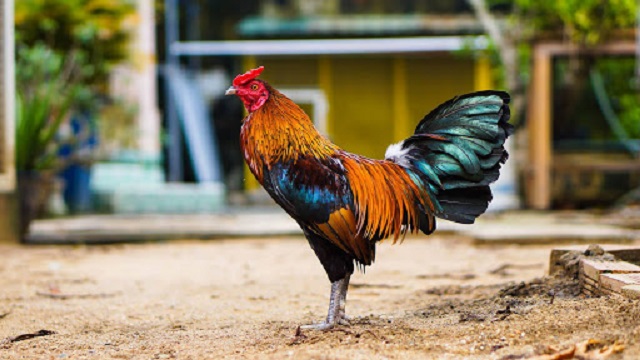 Kinh nghiệm nuôi gà đá - Bí quyết để có những chiến kê vô địch 5 Câu hỏi thường gặp về kinh nghiệm nuôi gà đá